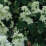 Philadelphus virginalis 'Minnesota Snowflake'.png